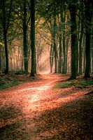 Veluwe (die Niederlande)