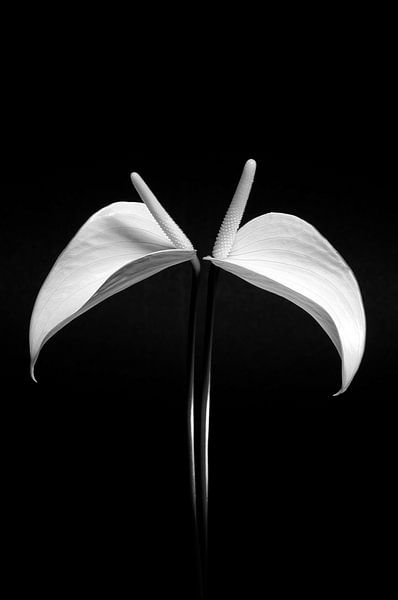 Black White Anthurium by Alice Sies