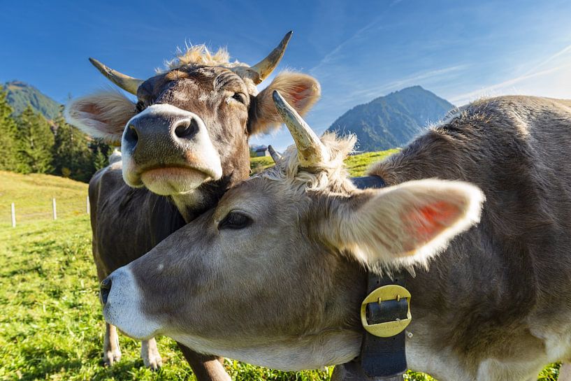 Cow love by Walter G. Allgöwer