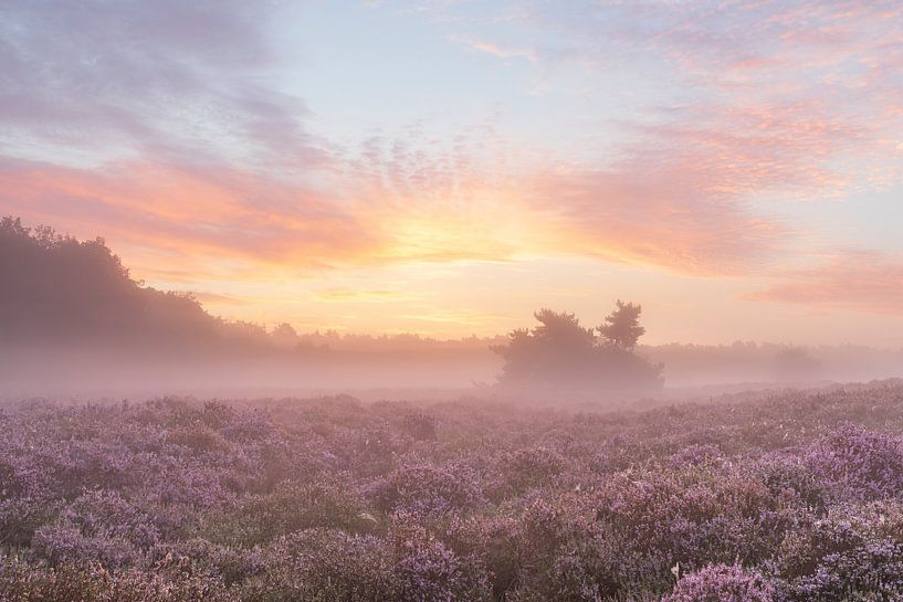 Soothing sunrise on blooming heathland by Karla Leeftink
