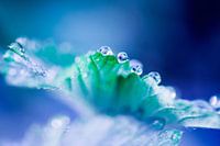 Strawberry leaf morning dew