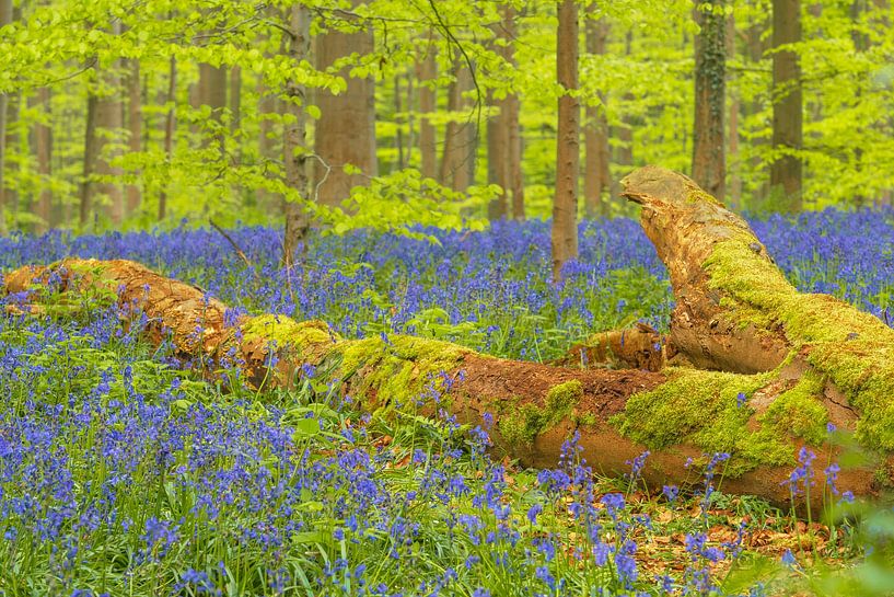 Forêt de jacinthes avec un arbre mort au milieu des fleurs de jacinthe sauvage. par Sjoerd van der Wal Photographie