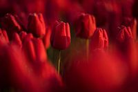 Tulipes rouges