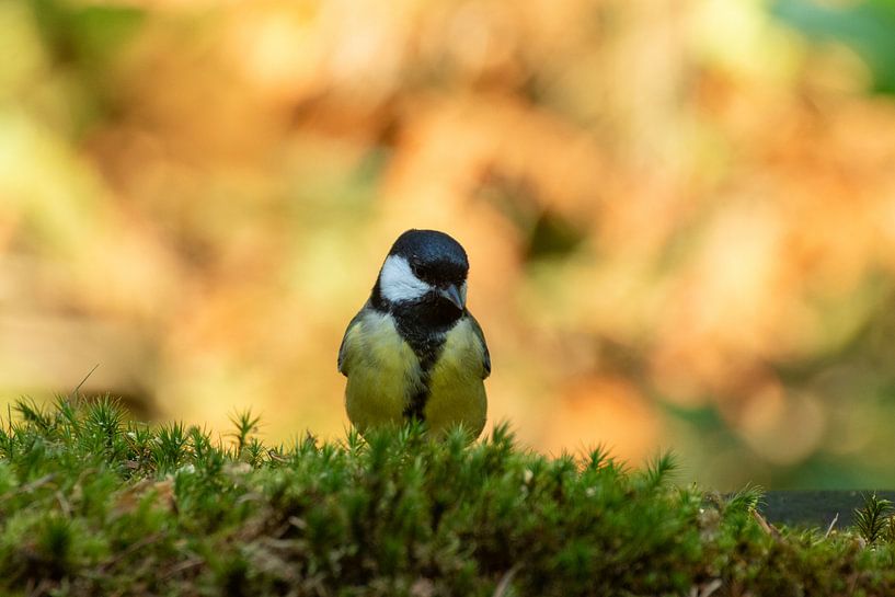 great tit by Johan Honders