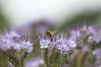 Die Biene und die Blume