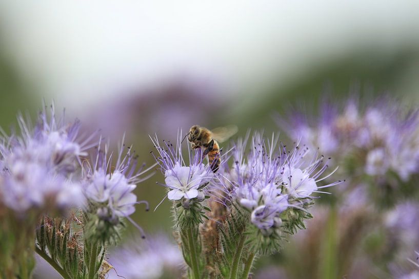 Die Biene und die Blume von Rick Brandwijk