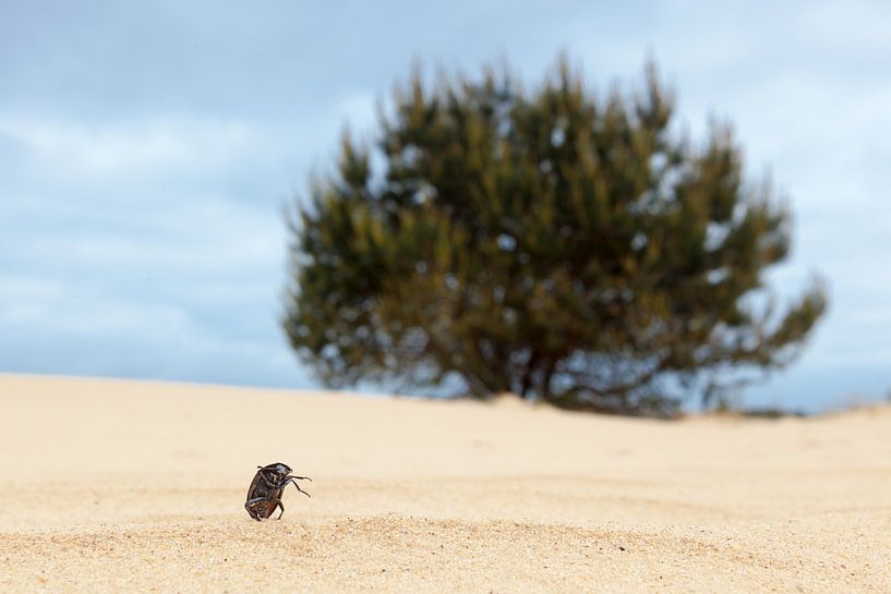 Insect op het strand von Marcel Derweduwen