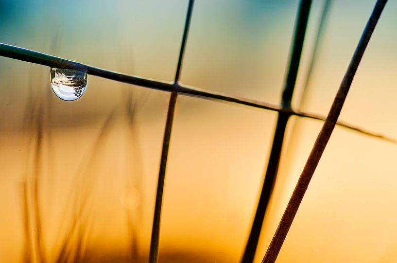 Dauw  par Leon Daniels