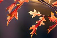 Golden autumn shows its best side with colourful leaves in golden October