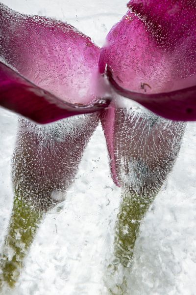 Calla dans la glace 2 par Marc Heiligenstein