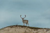 Daims aux bois impressionnants dans les dunes
