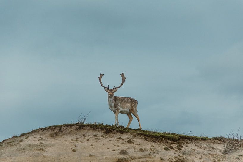 Daims aux bois impressionnants dans les dunes par Anja Prins