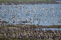 Grutto's op Terschelling