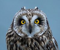 Short-eared owl