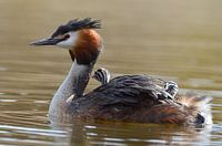 Grèbe huppé avec un jeune sur le dos