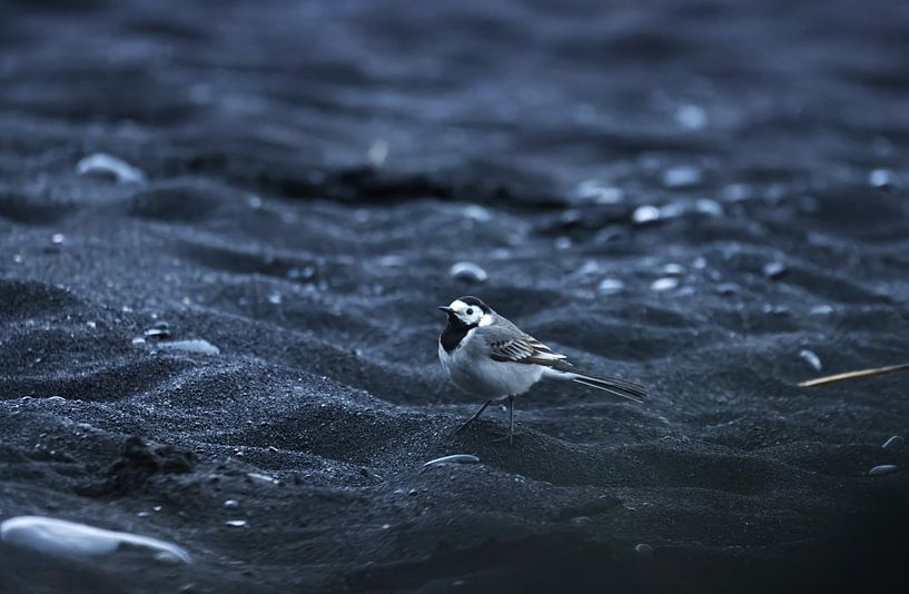 Bergeronnette des ruisseaux sur une plage noire par fb-fotografie