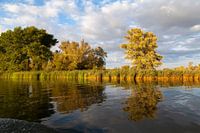 Eveninglight at the Biesbosch