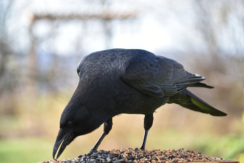 A crow at the feeder by Claude Laprise