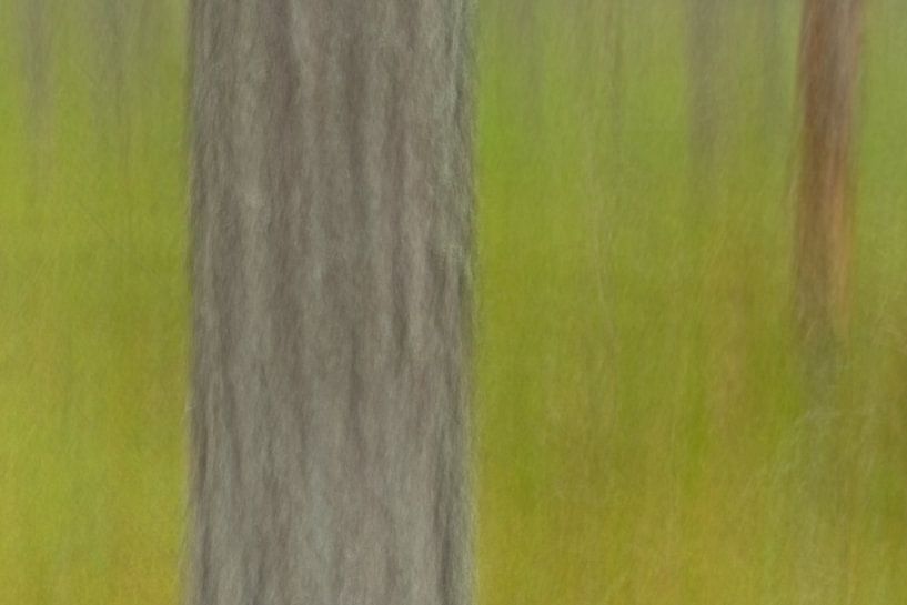 ICM forest detail by Kristof Lauwers