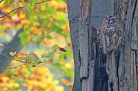 Bosuil in herfstkleuren