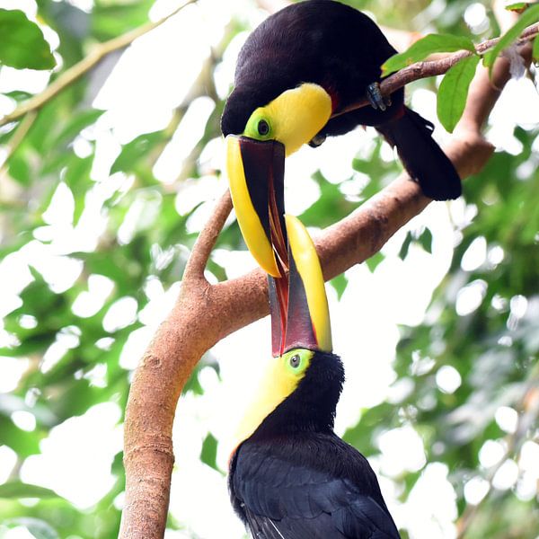 Black-billed toucan, a large toucan species from Central and South America by Rini Kools