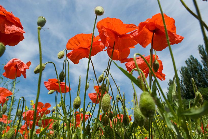 klaprozen von George Burggraaff