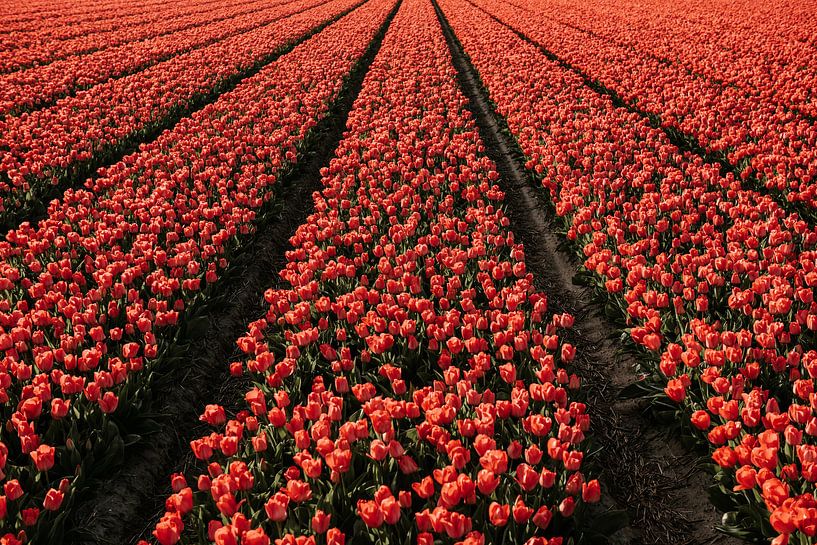 Tulpen von Jisca Kuijpers