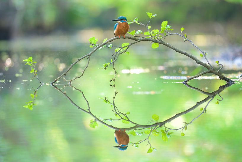 Eisvogel von Eisvogel.land - Corné van Oosterhout