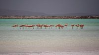 Flamants roses sur les salines