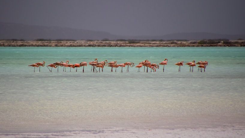 Flamants roses sur les salines par Liesbeth Vogelzang