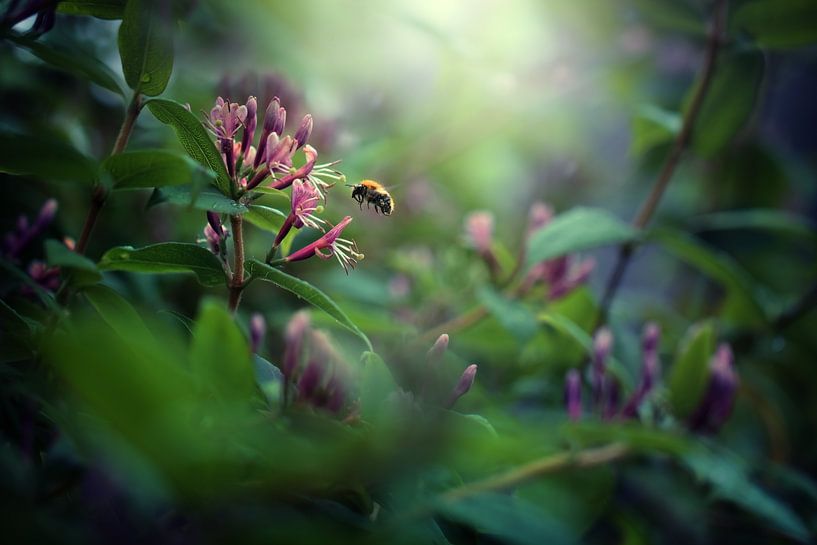Bestäubung I von Maayke Klaver