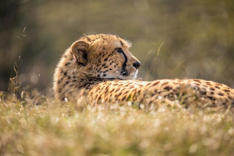 Gepard. Acinonyx jubatus von Gert Hilbink