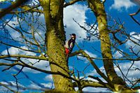 Specht an einem Baum