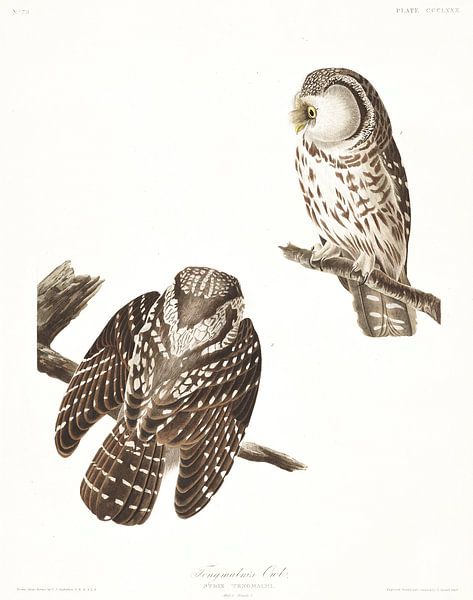 Raufußkauz von Birds of America