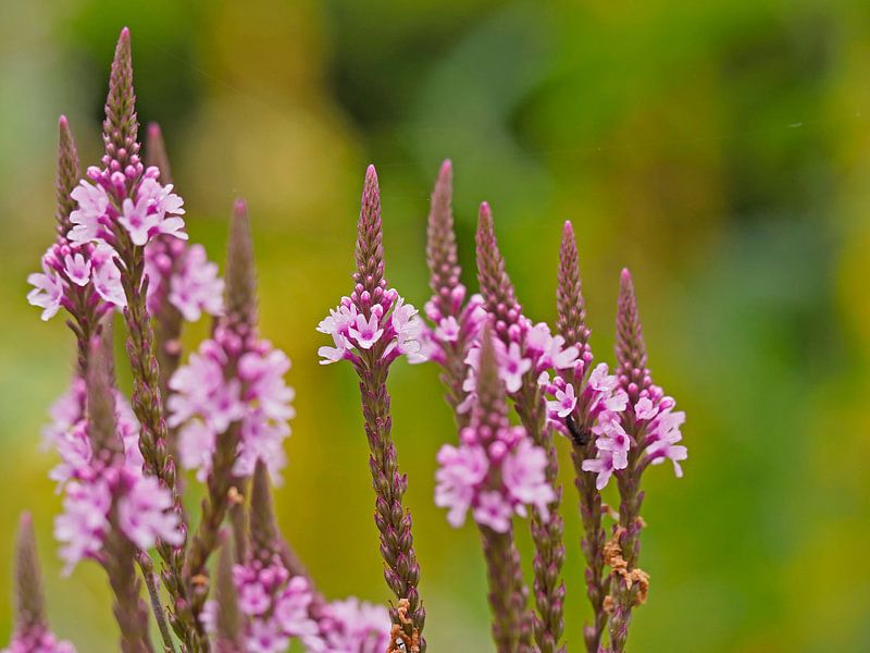 Weidebloemen von Alex Davidse