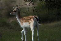 Amsterdam Wasserversorgung Dünen