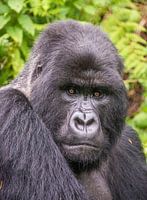 Berggorilla aus nächster Nähe