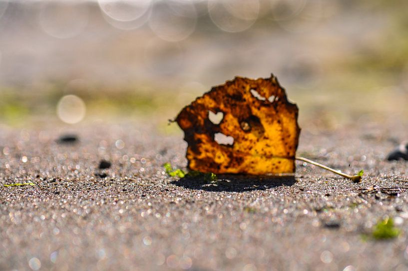 Herzblatt von GH Foto & Artdesign