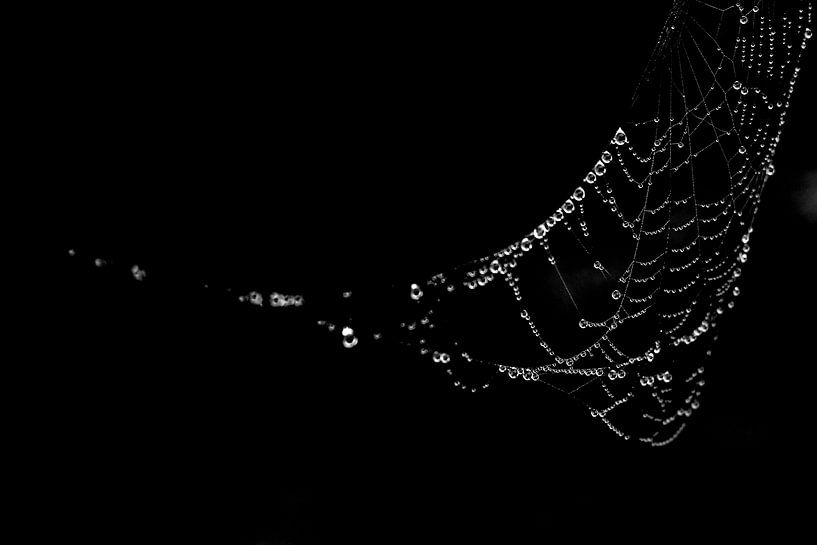 Connection2 von Forestia Arts