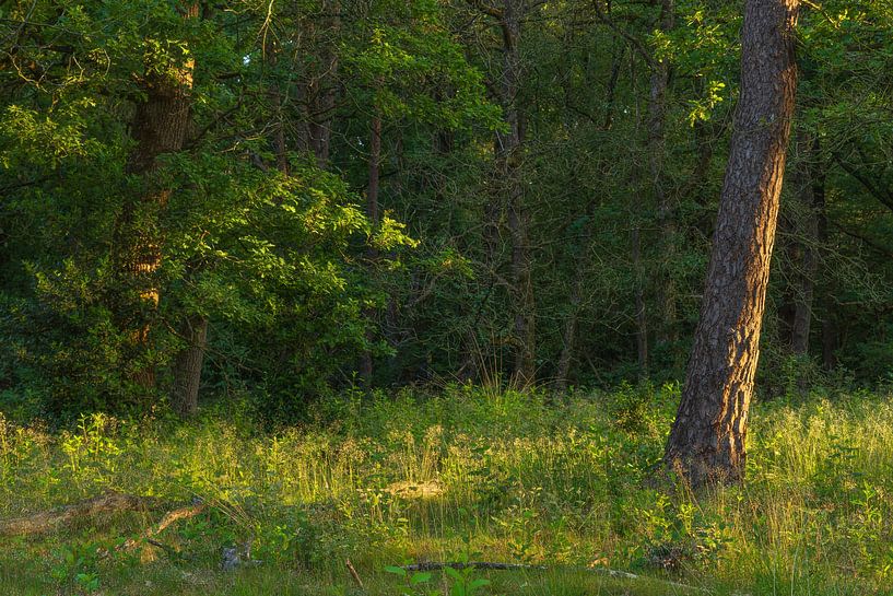 Lever de soleil Dwingelderveld - Drenthe (Pays-Bas) par Marcel Kerdijk
