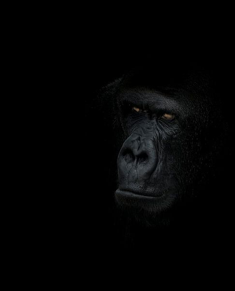 Portrait en gros plan d'un gorille sur fond noir par Erwin Floor