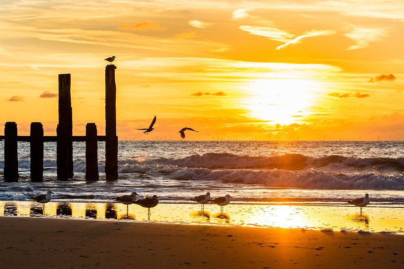 Möwen auf dem Wellenbrecher bei Sonnenuntergang von Danny Bastiaanse