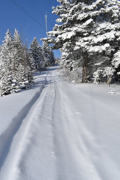 Ein Motorschlittenweg in einem verschneiten Wald von Claude Laprise