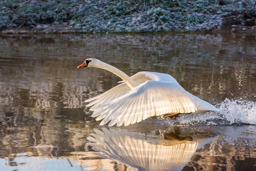 Zwaan die wegvliegt par Marjolijn Barten