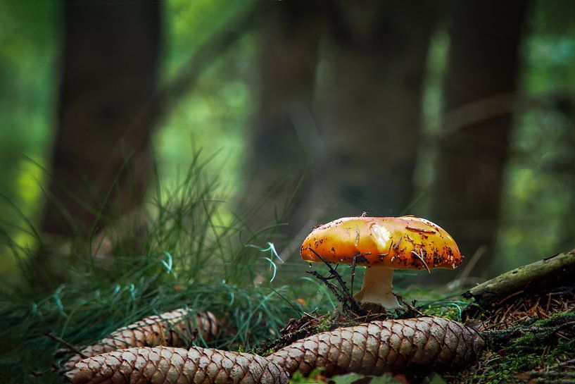 En route dans la forêt par Johnny Flash