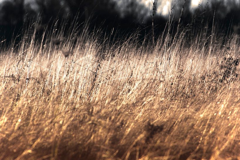Grassen van goud par Studio Mirabelle