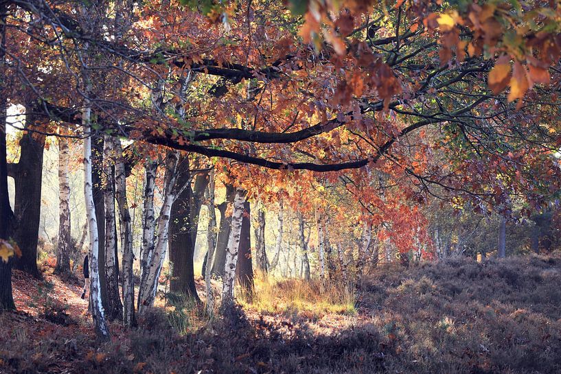 light and colours.... by Els Fonteine
