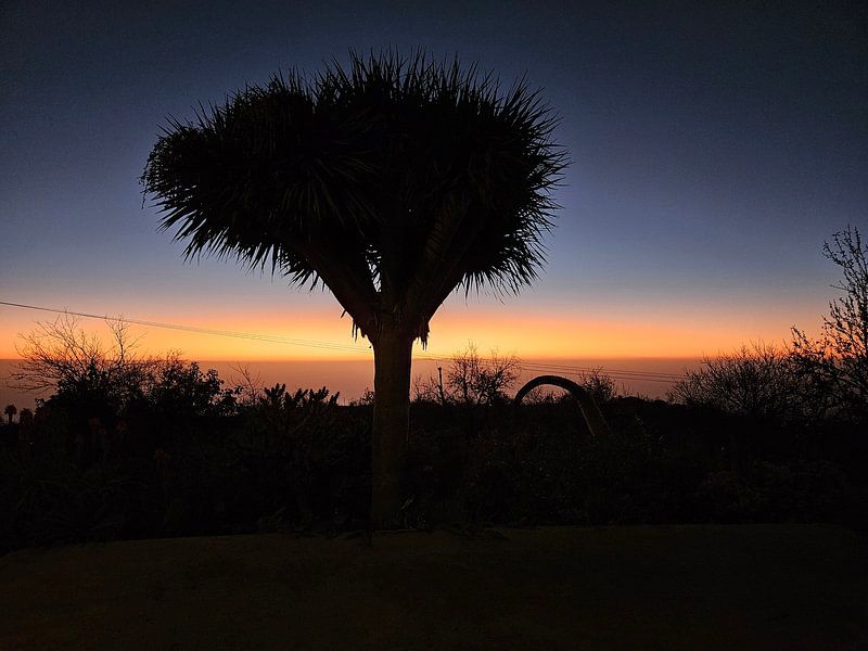 L'arbre Drago par FS Design