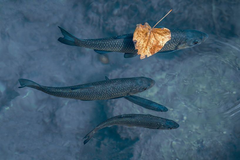 Stille Gewässer - Angeln unter einem fallenden Blatt - Fisch - Krka Wasserfälle Kroatien von Femke Ketelaar