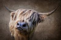 Ze is een schoonheid.